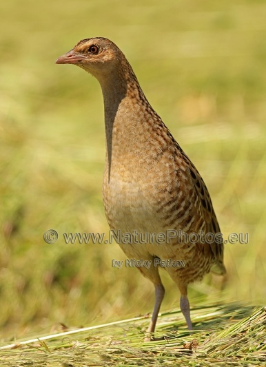 WildLife Photos of Birds, Rails & Crakes, Corncrake, Crex crex